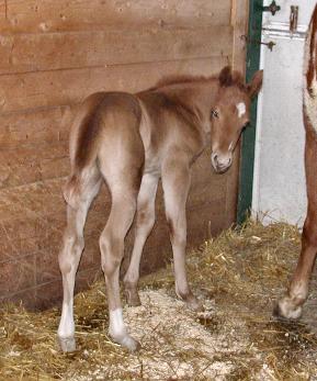 Filly, born 2/10/06 Owned by Lori & Larry Pitstick