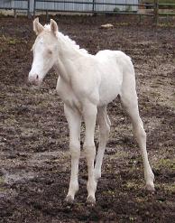 Cremello Colt Born 5/10/06 Owned by Wayne & Connie Schoenfeldt