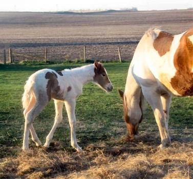 Miss SysKo Sonny, Born 4/14/06 Owned by Keith & Lauri Streit